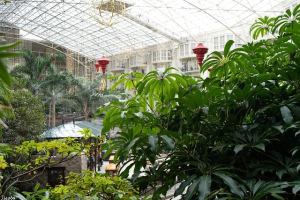 Двосхилі Мітлайдера